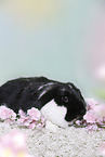 lop-eared rabbit