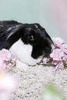 lop-eared rabbit