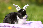 young floppy-eared rabbit