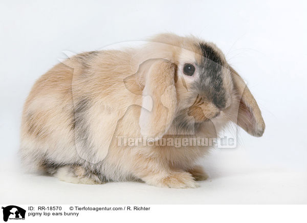 Zwergwidder Kaninchen / pigmy lop ears bunny / RR-18570