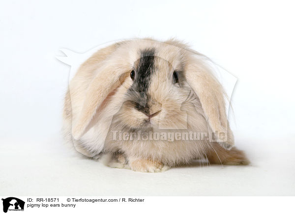 Zwergwidder Kaninchen / pigmy lop ears bunny / RR-18571