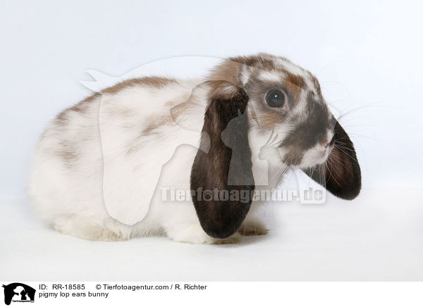 Zwergwidder Kaninchen / pigmy lop ears bunny / RR-18585