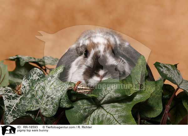 Zwergwidder Kaninchen / pigmy lop ears bunny / RR-18593