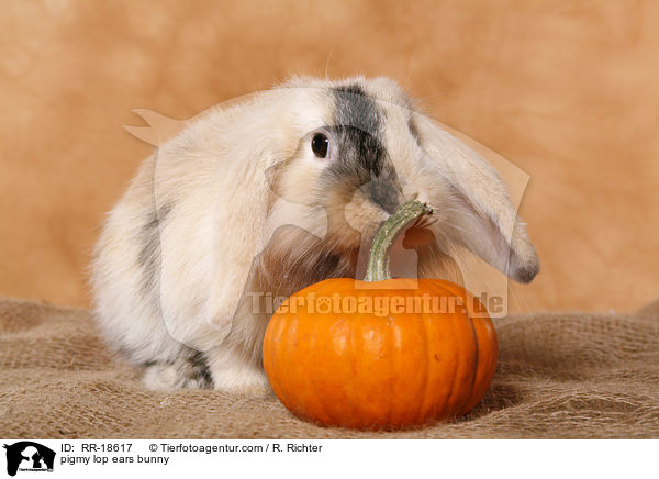 Zwergwidder Kaninchen / pigmy lop ears bunny / RR-18617