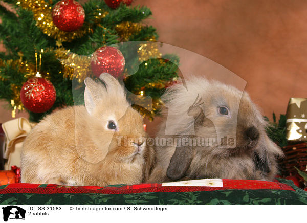 2 Kaninchen / 2 rabbits / SS-31583