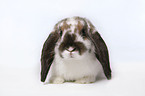 pigmy lop ears bunny