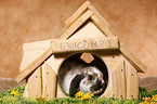 bunny with rodent house