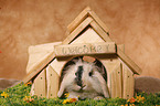 bunny with rodent house