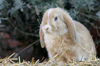 dwarf lop