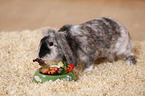 dwarf rabbit