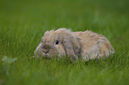 floppy-eared rabbit