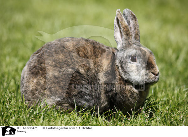 bunny / RR-36471