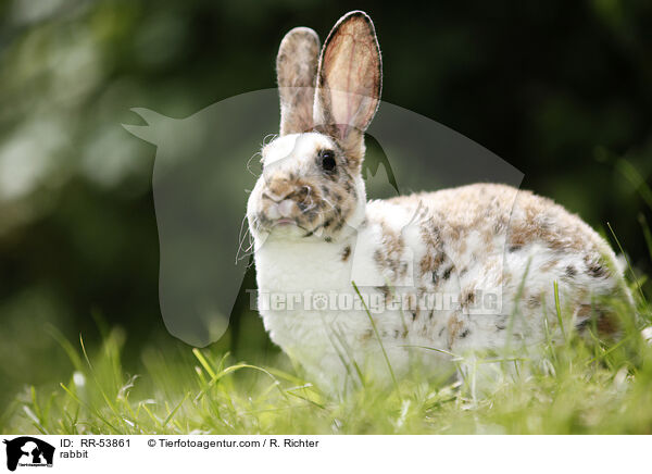 rabbit / RR-53861