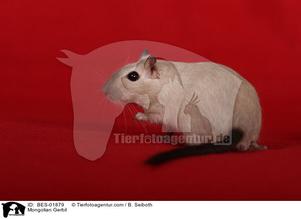 Mongolian Gerbil / BES-01879