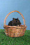 Mongolian gerbil in the basket