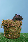 Mongolian gerbil in the basket