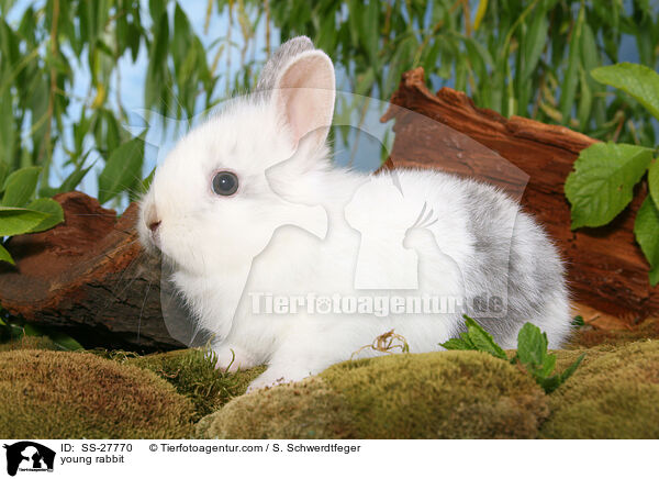 junger Farbenzwerg / young rabbit / SS-27770