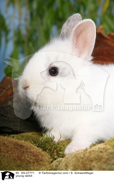 junger Farbenzwerg / young rabbit / SS-27771