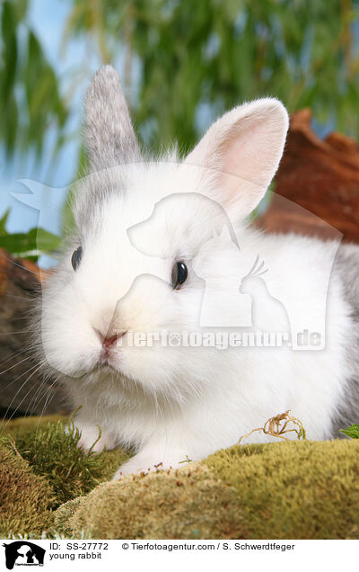 junger Farbenzwerg / young rabbit / SS-27772