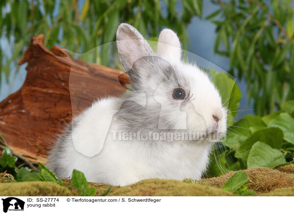 junger Farbenzwerg / young rabbit / SS-27774