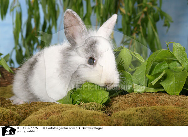 junger Farbenzwerg / young rabbit / SS-27775