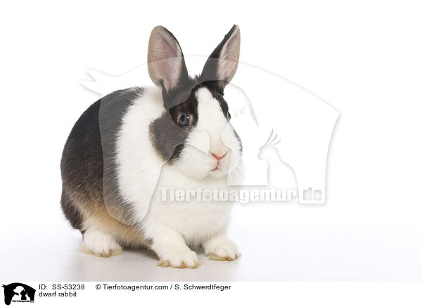 Farbenzwerg / dwarf rabbit / SS-53238