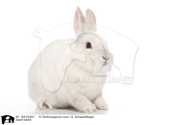 Farbenzwerg / dwarf rabbit / SS-53281