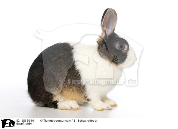 Farbenzwerg / dwarf rabbit / SS-53401