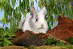 young rabbit