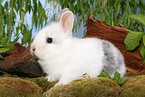 young rabbit