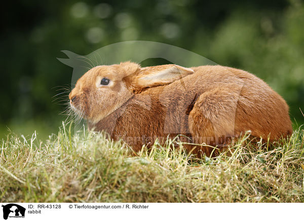 rabbit / RR-43128