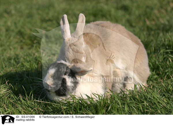 sich paarende Kaninchen / mating rabbits / SS-01066