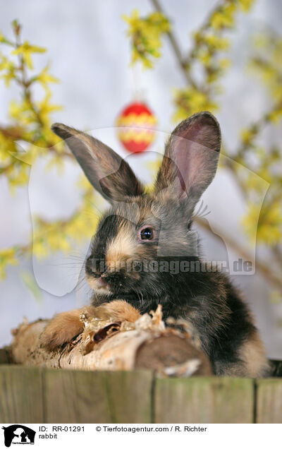 Kaninchen / rabbit / RR-01291