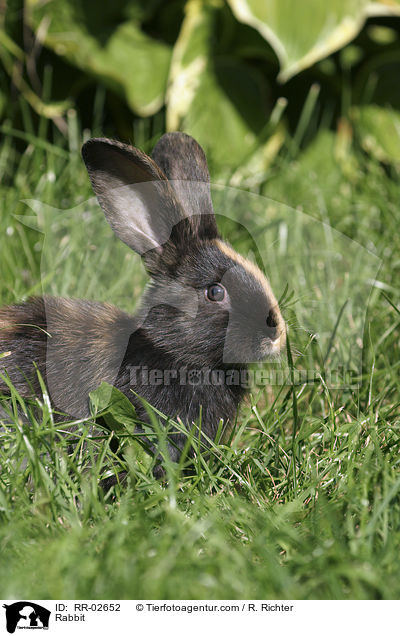 Kaninchen / Rabbit / RR-02652