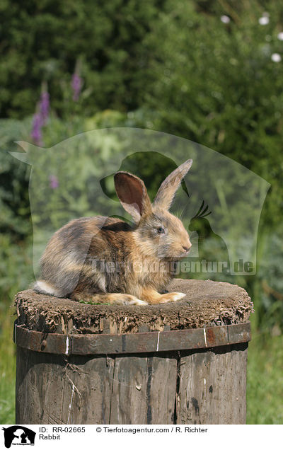 Kaninchen / Rabbit / RR-02665