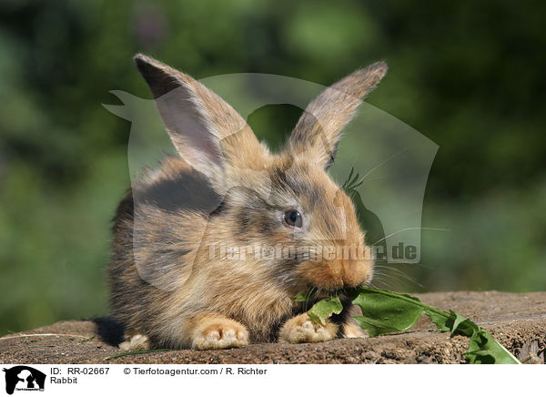 Kaninchen / Rabbit / RR-02667