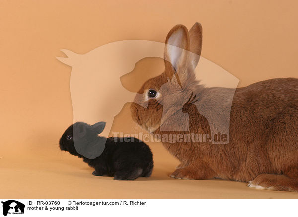 Mutter & junges Kaninchen / mother & young rabbit / RR-03760
