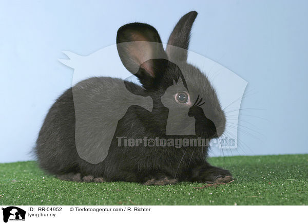 liegendes Kaninchenjunges / lying bunny / RR-04952