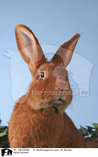 Kaninchen Portrait / rabbit portrait / RR-04995