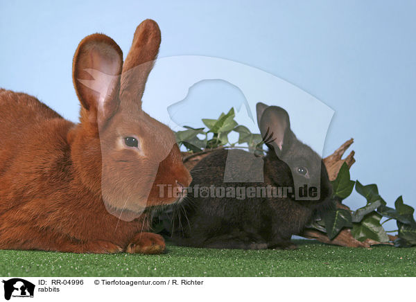 Kaninchen mit Jungem / rabbits / RR-04996