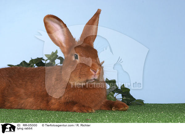 liegendes Kaninchen / lying rabbit / RR-05000