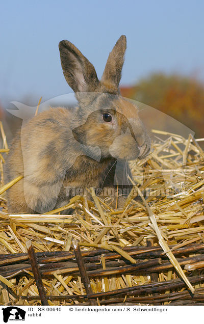 Kaninchen / rabbit / SS-00640