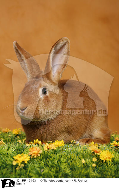 Kaninchen / bunny / RR-10453