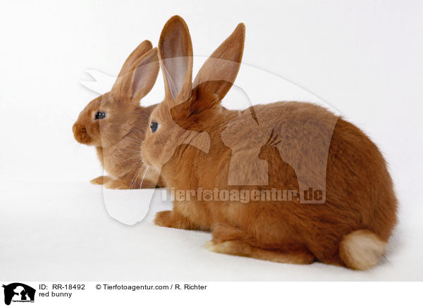 rotes Kaninchen / red bunny / RR-18492
