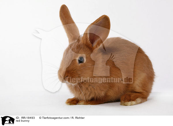 rotes Kaninchen / red bunny / RR-18493