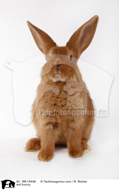 rotes Kaninchen / red bunny / RR-18496