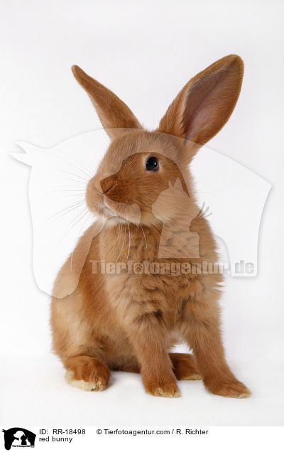 rotes Kaninchen / red bunny / RR-18498