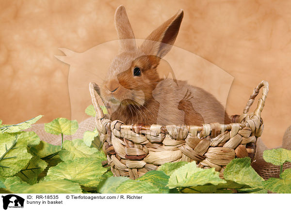 Kaninchen im krbchen / bunny in basket / RR-18535