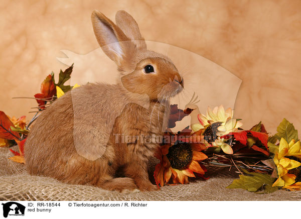 rotes Kaninchen / red bunny / RR-18544