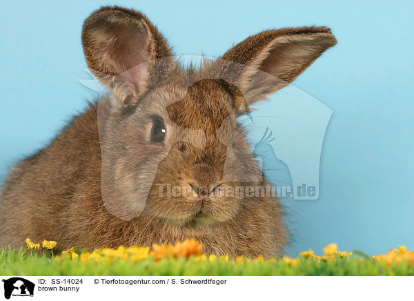 braunes Kaninchen / brown bunny / SS-14024